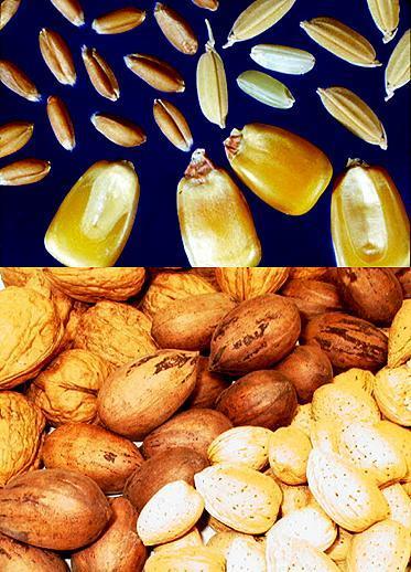 Simple dry fruits, indehiscent Simple dry fruits that do NOT open at maturity (indehiscent).