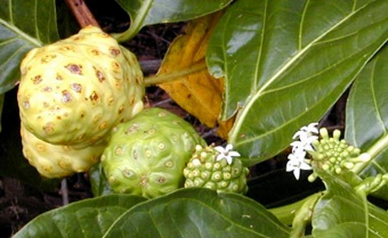 Multiple Fruits These fruits develop from all the flowers of an