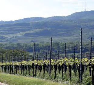 It allows the vines to thrive particularly well on the unique fertile loess-covered limestone of the Jura.