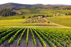 Wine is our passion and local tradition tells us that the Piantaferro name derives from the