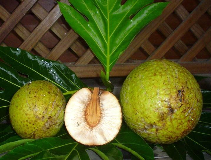 Breadfruit has more food value (we should specify exactly what we mean) than potato or cassava and has a distinctive but pleasant nutty flavour. Before you start Can I grow breadfruit?