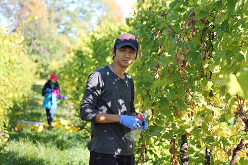 viticultural practices that affect wine grape quality and profitability. She also teaches three courses and serves as advisor to undergraduate Viticulture and Enology students at Cornell.