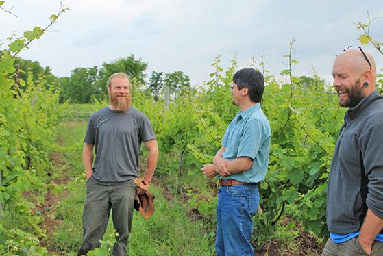 Kings Ferry vineyard manager Thomas Bechtold (l), Dr Glen Creasy (Lincoln University, New Zealand) and graduate student Justin France discuss palissage.