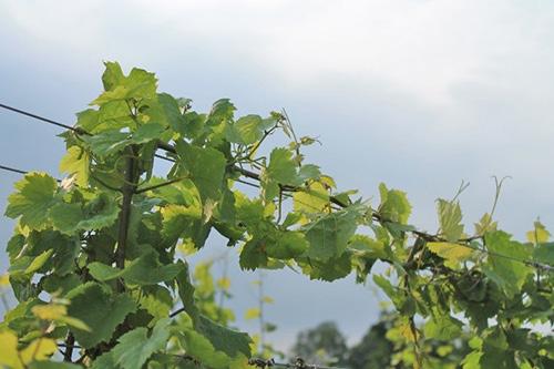 Working with Riesling, we found that mid-season leaf removal (about one month after berry set) actually increased the concentration of TDN, which is responsible for the petrol or fusel-like character.