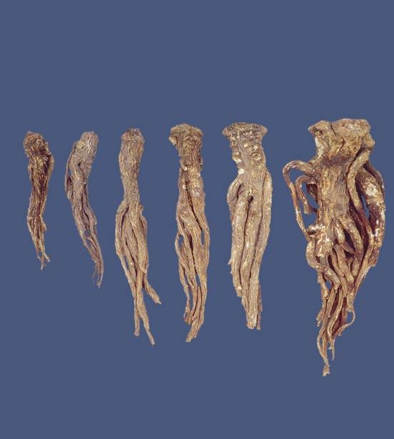 Figure 3 Dried whole roots with finer branch roots intact.