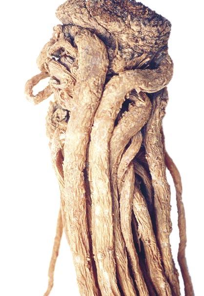 Figure 5 Whole dang gui root (close-up).