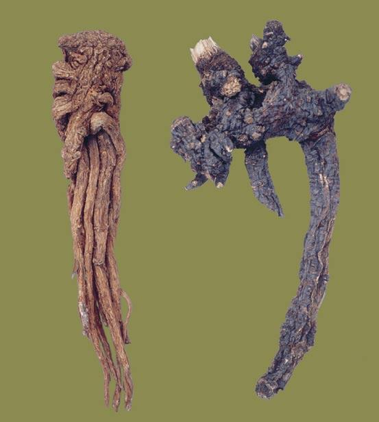 Figure 9 Dried root bodies, sliced and unsulfered (left) and