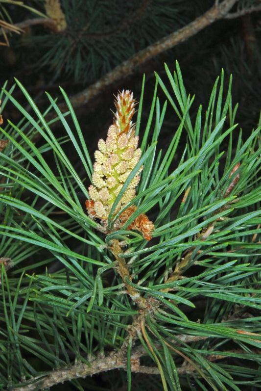 Pinus sylvestris L. Scots Pine; pin sylvestre It has stiff, prickly needles similar to those of Jack Pine, but not divergent.