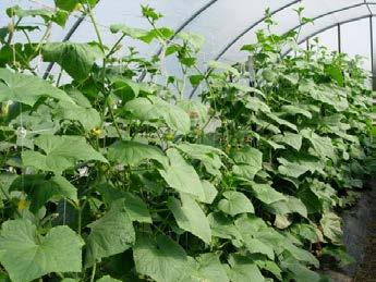 Figure 1. Cucurbits can be trellised on a mesh trellis or a string trellis for maximum production within a high tunnel. Table 1. Cucumber cultivars evaluated within a high tunnel 2011.