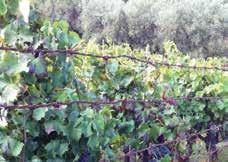 Day 2 Wednesday 10 October Today we depart at 9am for the lava rock vineyards under Mount Etna s eastern side to Azienda Benanti at Viagrande. This is the home of Sicily s greatest living white wine.