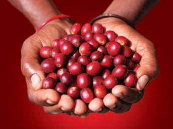 Limu coffee is grown at about 1100-1800m above sea level.