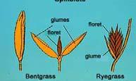 Bentgrass: one floret and two glumes Ryegrass: up to 20 florets and one