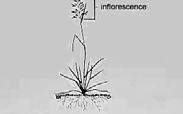 Inflorescence Floret Identification Transition from