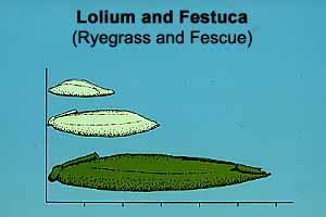 Pubescence (hairs) on the floret Types Wispy masses