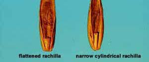 florets Magnification: Hand lens Ryegrass rachilla