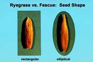 Floret Shape Ryegrass rectangular