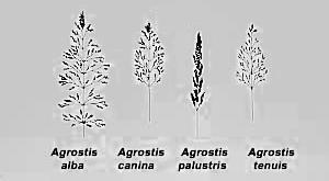 Agrostis Cania Agrostis