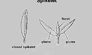 Spikelet One floret and