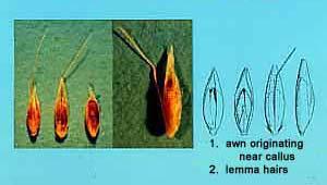 Palea is rudimentary Lemma grainy Colonial bentgrass Shiny paleas and lemmas 3 or 5 nerves visible Variable length of palea Stiff