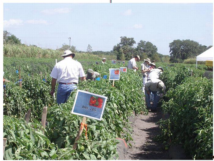At present 4-5 cultivars probably constitute 80-90% of commercial production in Florida. Figure 2. Harvested round tomatoes in wash tank. Credits: Monica Ozores-Hampton Figure 1.