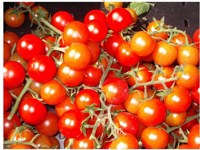 Tomato Cultivars for Production in Florida 4 Grape Tomato Sweet Hearts Early and mid- season. R to C, CLS, F-R1 and ToM.