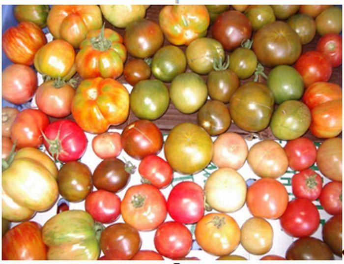 Tomato Cultivars for Production in Florida 5 is pink-red, similar to Brandywine. Early maturity. More heat-set capabilities than most heirlooms. Johnny's Selected Seeds, Tomato Grower's Supply.