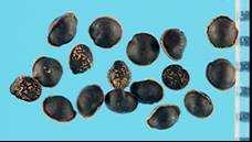 Colour from reddish-brown to dark brown. Annual 115. Thlaspi arvense L. Field Penny-cress FAMILY: Brassicaceae Seed, oval, flattened (1.5-2.2 x 1-1.5mm).