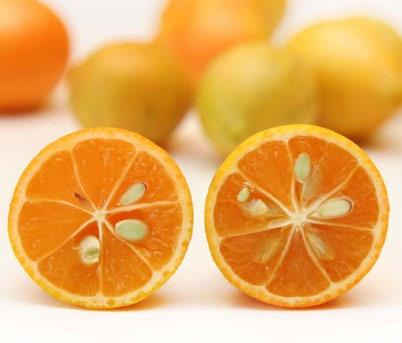 Limes Limequats The Organic Satsumas may gap until late November before