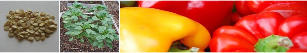 Peppers SWEET PEPPER MAXIBELL: A refined open pollinated sweet pepper with heavy fruiting ability Standard glossy green blocky fruits Maturity 75 days from transplanting Fruit weight 120-1 Yield