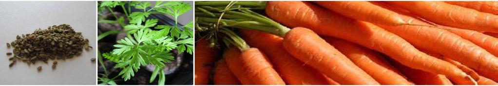 Carrots NANTES: A long straight tasty carrot Very attractive internal flesh with high vitamin content Cylindrical and straight with a rounded tip Maturity 110 days from planting Length 17-20cms plus