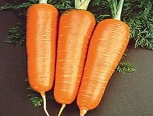 excellent carrot well adapted to tropical areas Very attractive internal flesh with high vitamin content Straight tapered to a point Maturity 110 days from planting Length 19 cms plus Yield potential