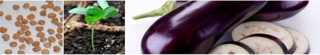 Eggplant BLACK BEAUTY: Standard open pollinated variety with dark purple skin A long picking period of up to 6 months A large bush plant with egg shaped fruits Maturity 90 days from transplanting
