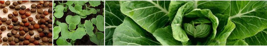 Kale and Collard KALE - THOUSAND HEADED: A tall long picking period succulent kale Vigorous plants with many side branches Very leafy product with continuous picking Maturity 60 days from planting