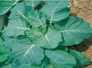Tin COLLARD SOUTHERN GEORGIA: A large dark green leafed product Loose headed plant with heavy ribs and spreading leaves Average weight 1 kg per plant Maturity 60 days from planting Determinate very