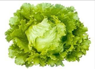 Lettuce BRUMA: A crisp head lettuce that is well suited to warmer climatic