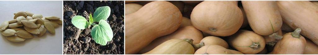 Butternut WALTHAM: A superior Waltham that is highly nutritious Very uniform fruits with a good yield Very nutritious with excellent flavour and deep orange coloured fruit Maturity 90- after planting
