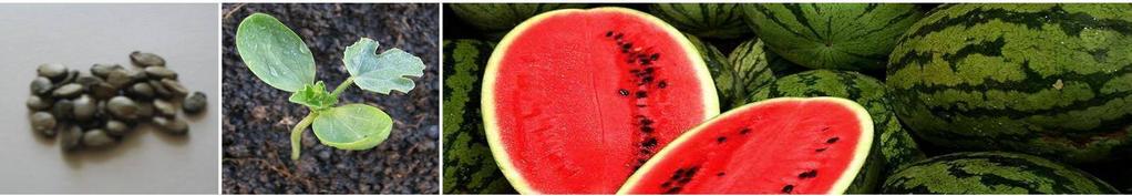 Water Melon SUGAR BABY: An excellent open pollinated variety well suited to tropical areas Very attractive product with a high market demand Open field variety with low production costs
