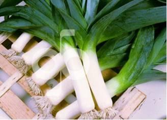 Leek ITALIAN GIANT: An excellent w hite long stem leek Plants are large
