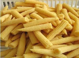Products for Export Baby Corn THAI GOLD: An excellent true Baby Corn and early maturing Average ears per plant = 3 Excellent uniform yellow colour cobs, superb quality Regular ovule arrangement