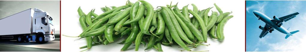 French Beans SERENGETI: A fine bean with beautiful pods Pod length: 14-16 cm Pod diameter: 6-8 mm Pod shape: circular and