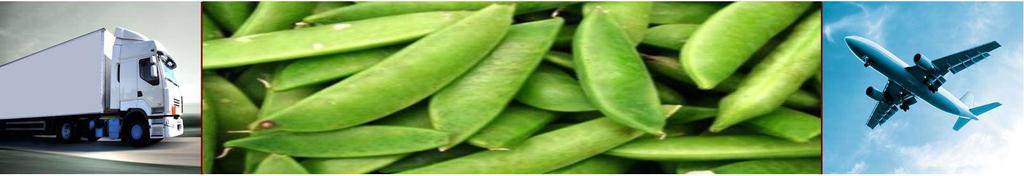 Snap Peas CASCADIA: A standard leaf snap pea variety Pod length: 8 cm Pods: straight and dark green Average