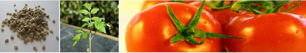Domestic Product Range Tomatoes OXLY: An improved Rio-Grande type with oval fruits suitable for all markets.