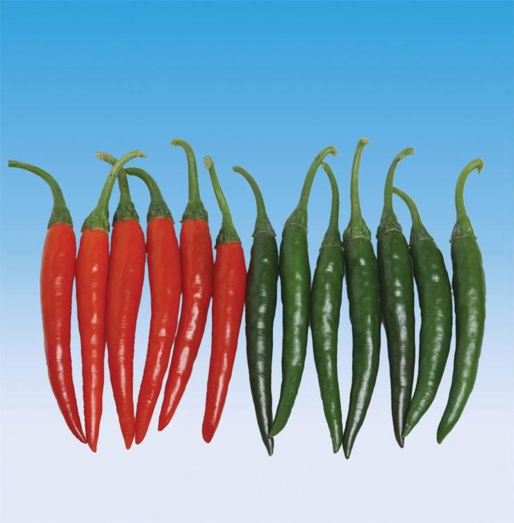 DEMON ORANGE F1: A very vigorous variety with a reliable performance in a range of different growing conditions High pungency fruits Plants are tall with a concentrated upright
