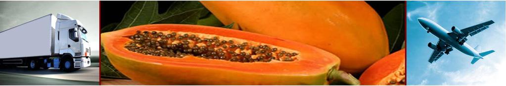 Papaya SINTA F1: A gynodioecious papaya hybrid All plants bear fruits.