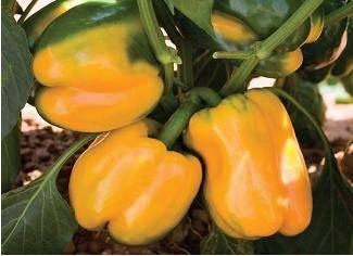 ipomovirus, Cucumber vein yellowing Sweet Peppers ILANGA RZ F1 ~ Yellow blocky pepper suitable for indoor cultivation Yellow blocky pepper Suitable for indoor cultivation Easy