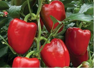 PASARELLA RZ F1 ~ High yield potential suitable for indoor cultivation Red semi blocky pepper Suitable for indoor cultivation Strong against fruit cracking Easy fruit