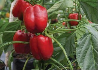 spotted wilt tospovirus RED JET RZ F1 ~ Red blocky pepper suitable for indoor and open field cultivation Red blocky pepper Suitable for indoor and open field