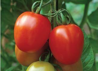 Tomatoes NOWARA RZ F1 ~ Indeterminate early and productive suitable for greenhouse and open field Oval shape Indeterminate Uniform fruit size Early and productive For greenhouse and open field