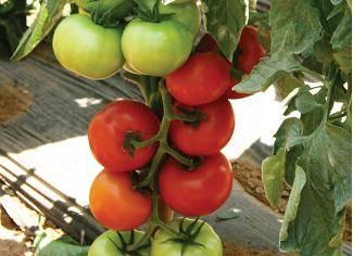 DYVINE RZ F1 ~ Round shape tomato with high yield potential Round tomato shape Indeterminate Productive Easy fruit set For greenhouse and for open field cultivation on stakes High yield potential