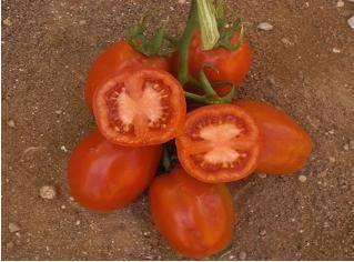 RAMBO F1: An excellent determinate tomato with perfect oval shape - wilt tolerant variety Determinate Maturity 75 days from transplanting Fruit weight 1 Yield potential 30 tonnes per acre Very good